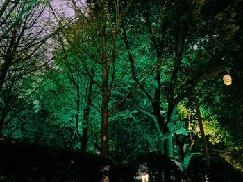 Low angle view of trees in forest