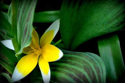 Close-up of yellow flowering plant