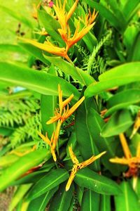 Close-up of insect on plant