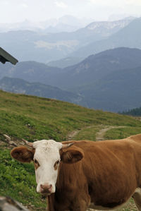 Cows on a pasture in the european alps