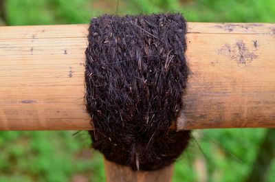 Close-up of tree stump on wood