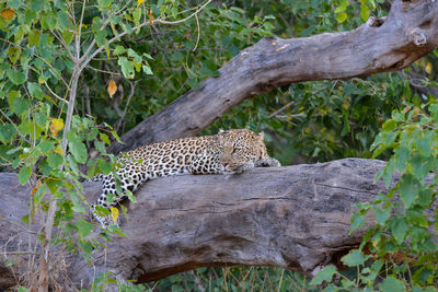 Cat resting in a tree