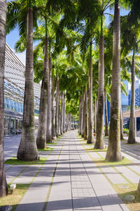 Empty road along trees in city