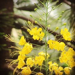 Close-up of yellow flower