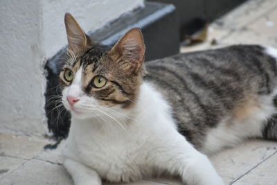 Close-up portrait of cat sitting