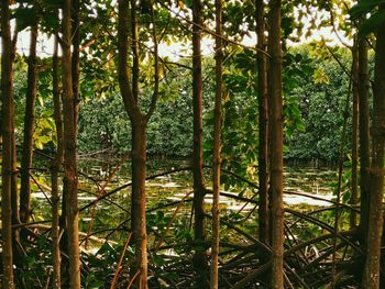 Bamboo trees in forest