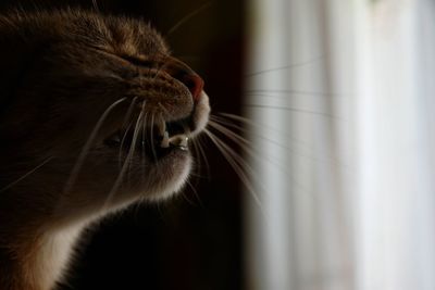 Close-up of cat yawning