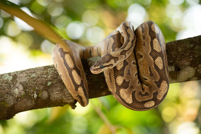 Close-up of lizard on tree