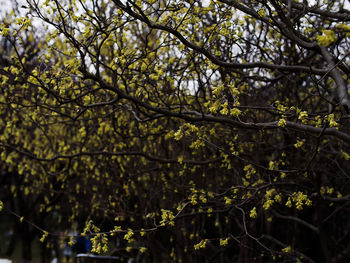 Leaves on tree trunk