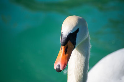 Close-up of swan