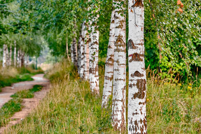 Close-up of tree trunk on field