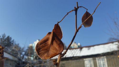 Low angle view of dry leaf against sky
