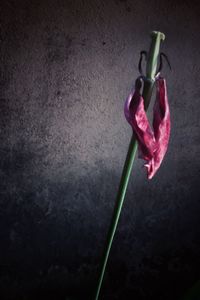 Close-up of food on table