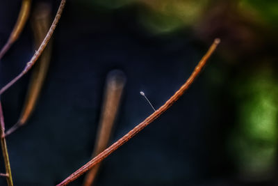 Macro shot of twig