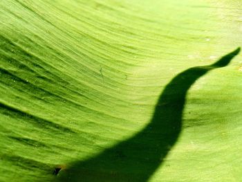 Full frame shot of green leaves