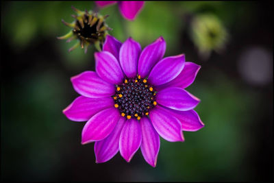Close-up of fresh purple flowers blooming outdoors