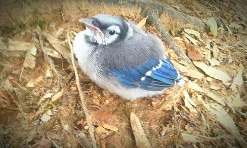 Close-up of bird