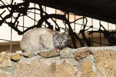 Portrait of cat relaxing on rock