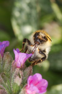 Close-up of honey bee on purple flower