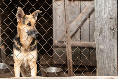 Portrait of dog seen through metal fence