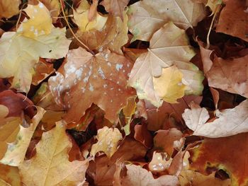 Full frame shot of dried leaves