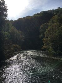 Scenic view of river amidst trees against sky