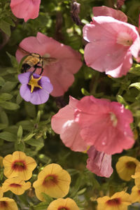 Close-up of flowers blooming outdoors