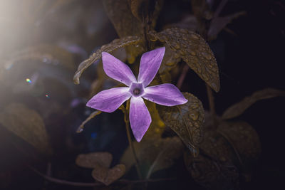 flower