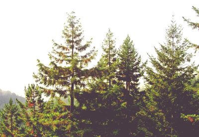 Close-up of flower trees against clear sky