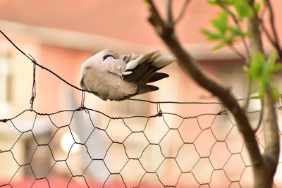 Close-up of bird