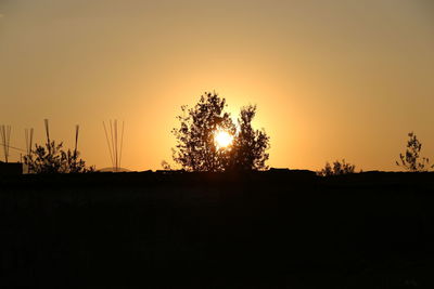 Silhouette of trees at sunset