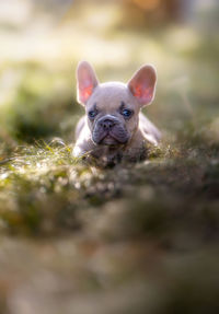 Close-up of a dog