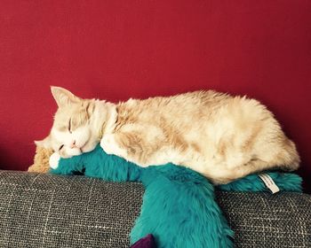 Cat sleeping on sofa