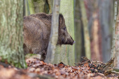 View of wild boar in forest