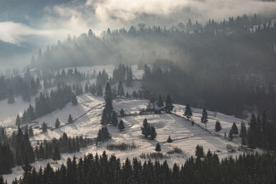 High angle view of pine trees in forest during winter