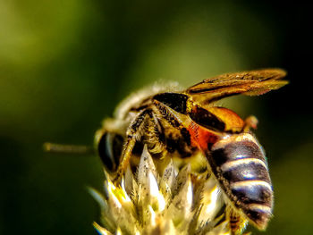 Close-up of bee pollinating flower