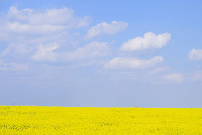 Scenic view of oilseed rape field against sky