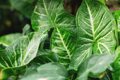 Close-up of fresh green leaves