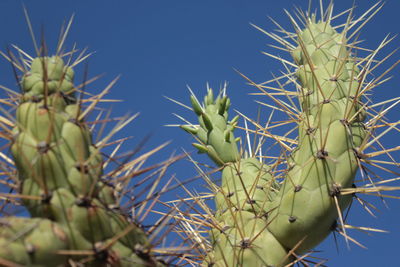 Close-up of prickly pear cactus