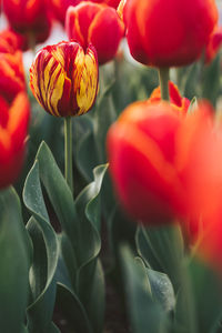 Close-up of red tulips