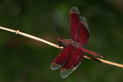 Close-up of dragonfly on twig