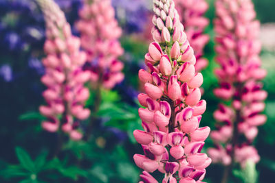 Summer background with blooming bright pink lupine flowers. beautiful nature scene. moody bold color