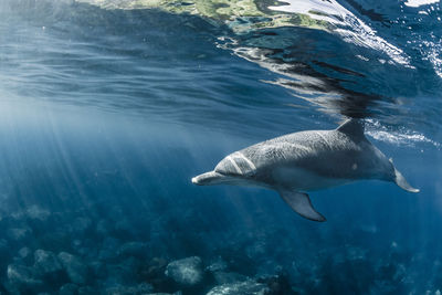 A dolphin swimming in the lights