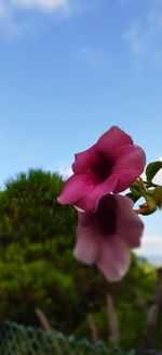 Close-up of pink flowering plant against sky