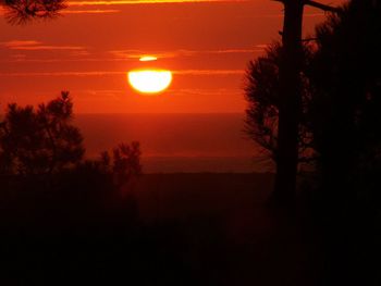 Silhouette trees against orange sky during sunset