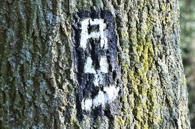 Full frame shot of tree trunk