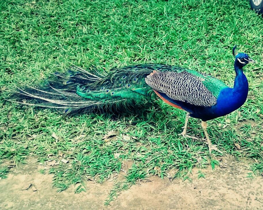 animal themes, animals in the wild, one animal, wildlife, peacock, high angle view, bird, grass, green color, nature, blue, field, full length, beauty in nature, plant, animal markings, outdoors, butterfly - insect, day, no people
