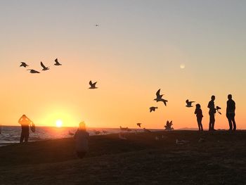 Silhouette birds flying over beach against sky during sunset