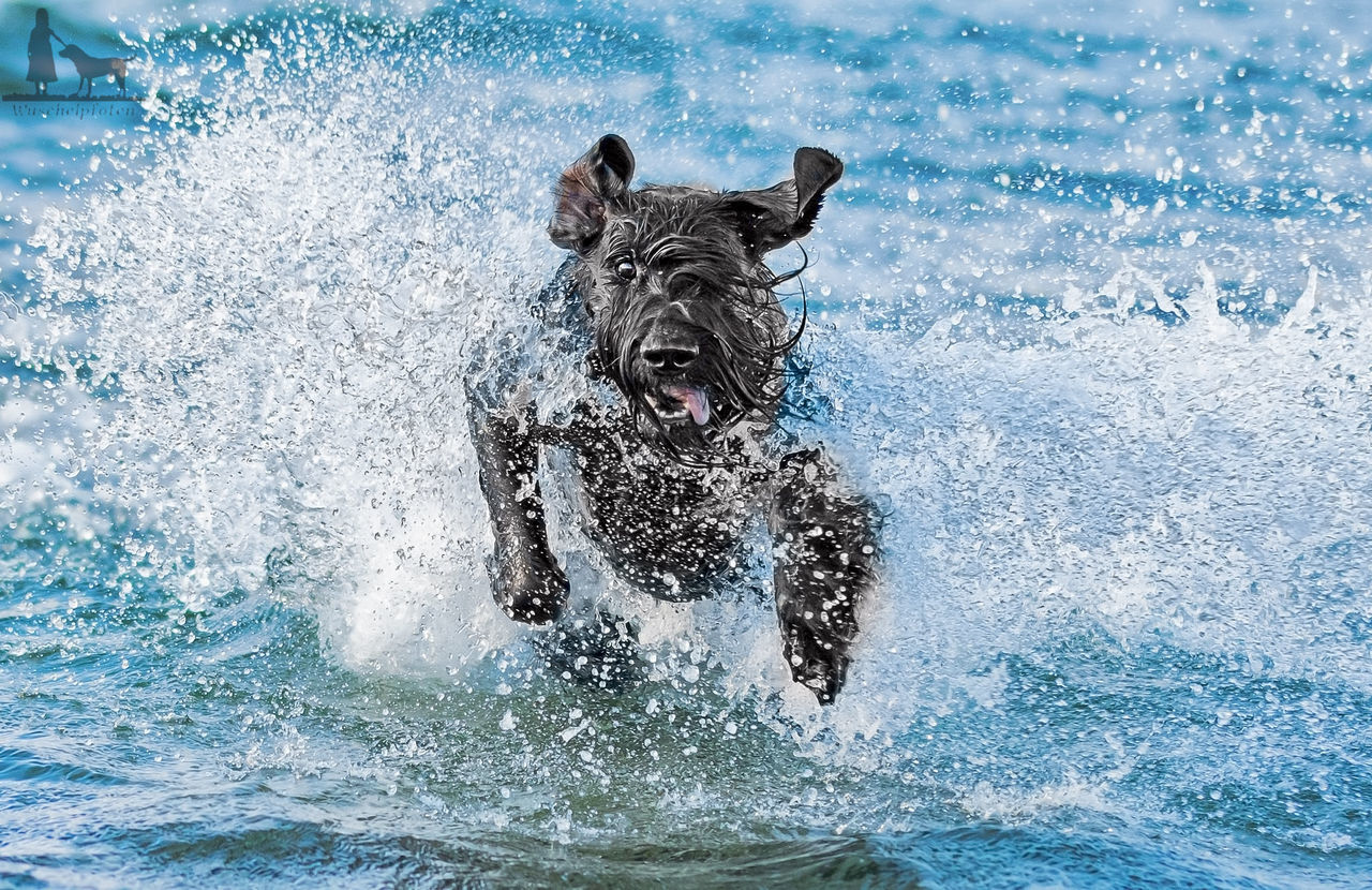 Black giant schnauzer in water