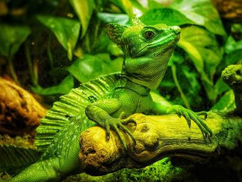 Close-up of green lizard